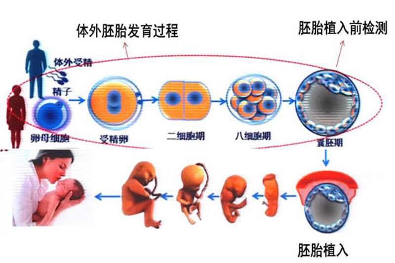 第三代试管婴儿流程指南,费用、过程、成功率全解读(图3) 第三代试管婴儿流程指南,费用、过程、成功率全解读(3)